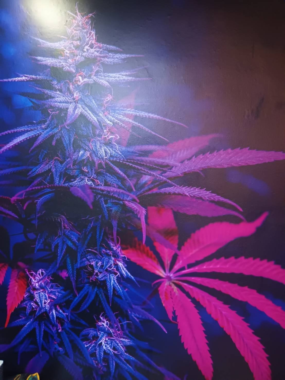 Moonwalker Cannabis