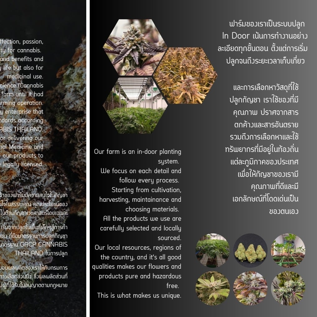 Herbies In South Cannabis Store Enjoy Ao Nang