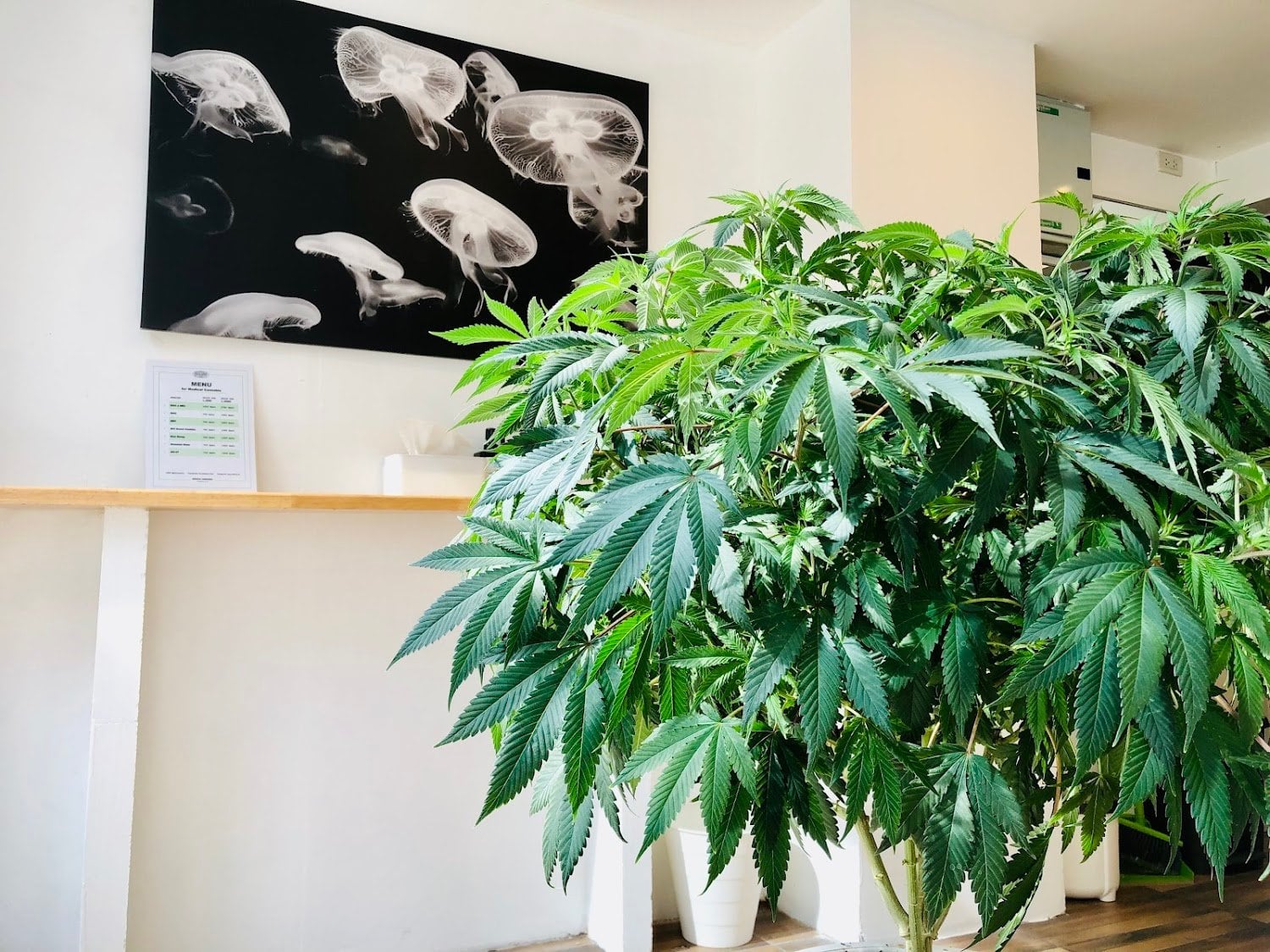 Indica & Sativa