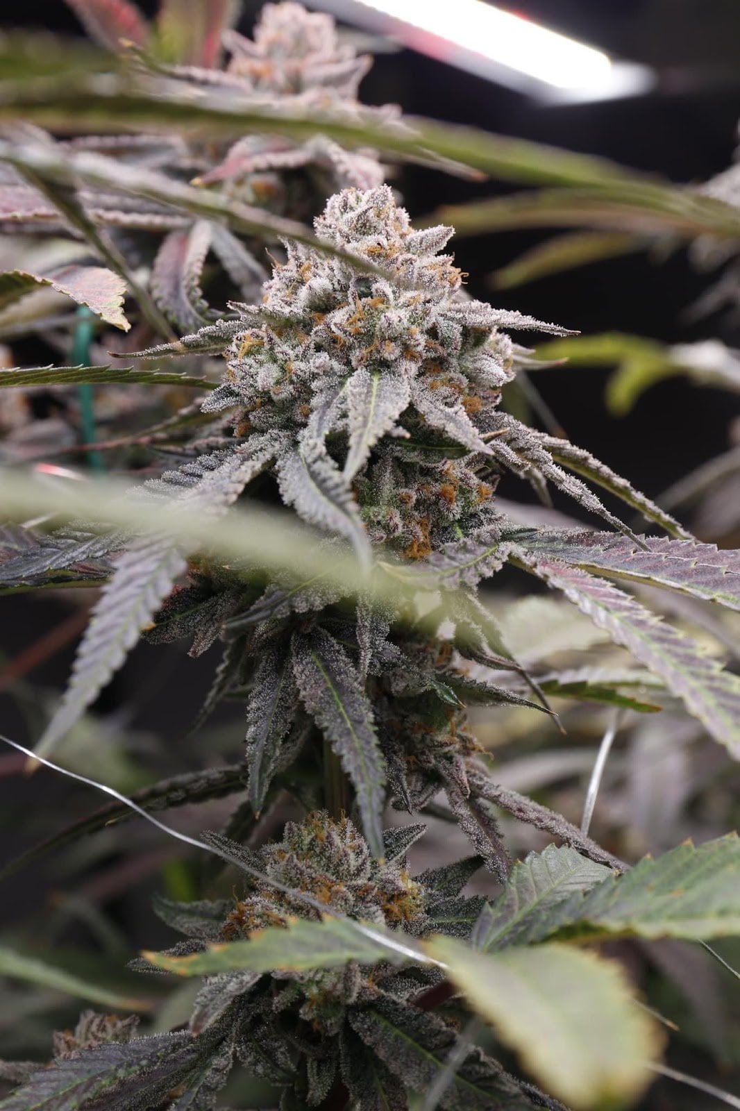 Kaengkhoi Cannabis