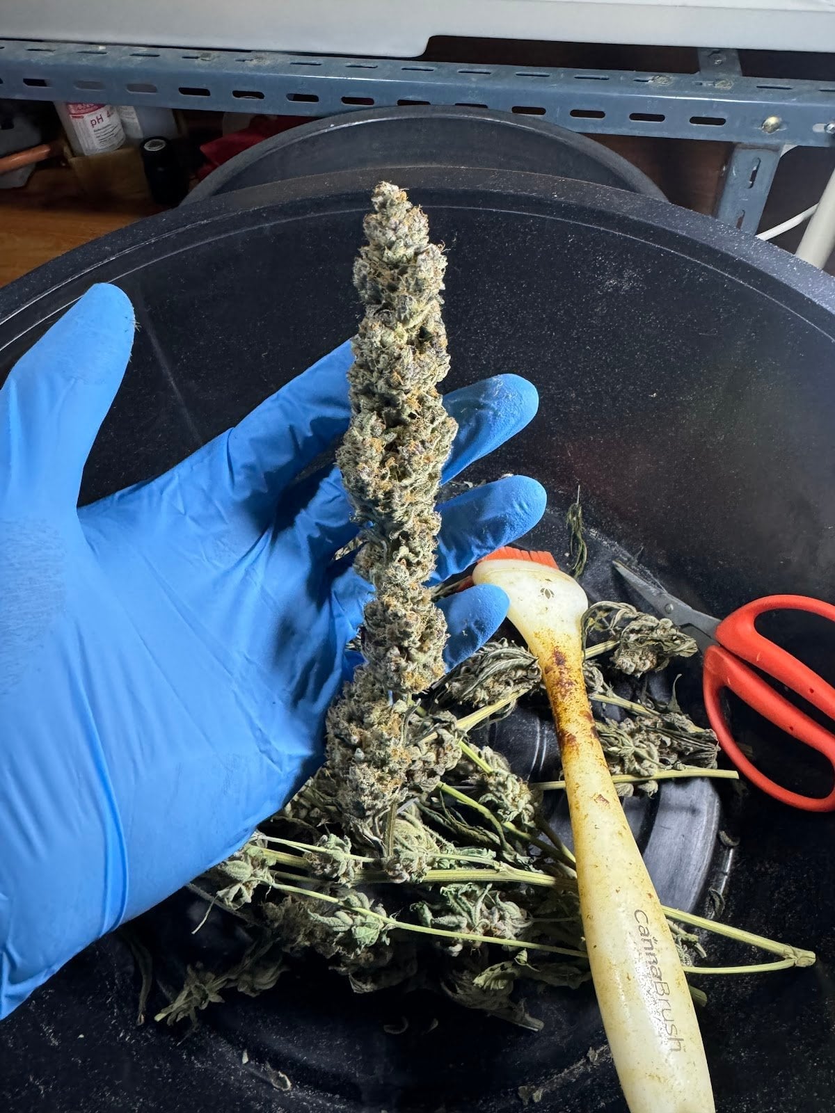 Greenlungs