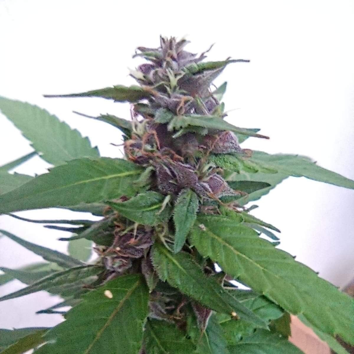 Ganja Garden