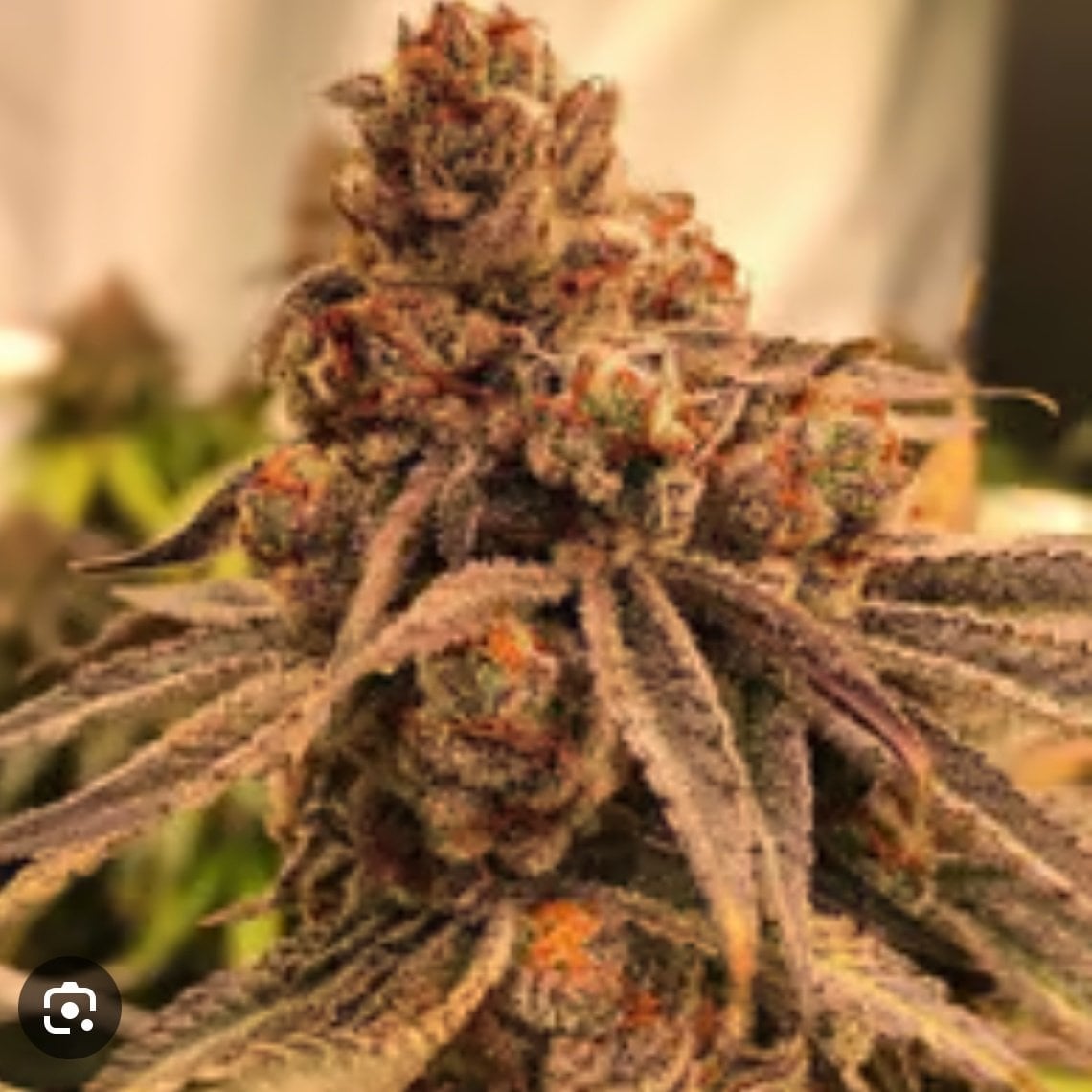 Gj Organic Weed