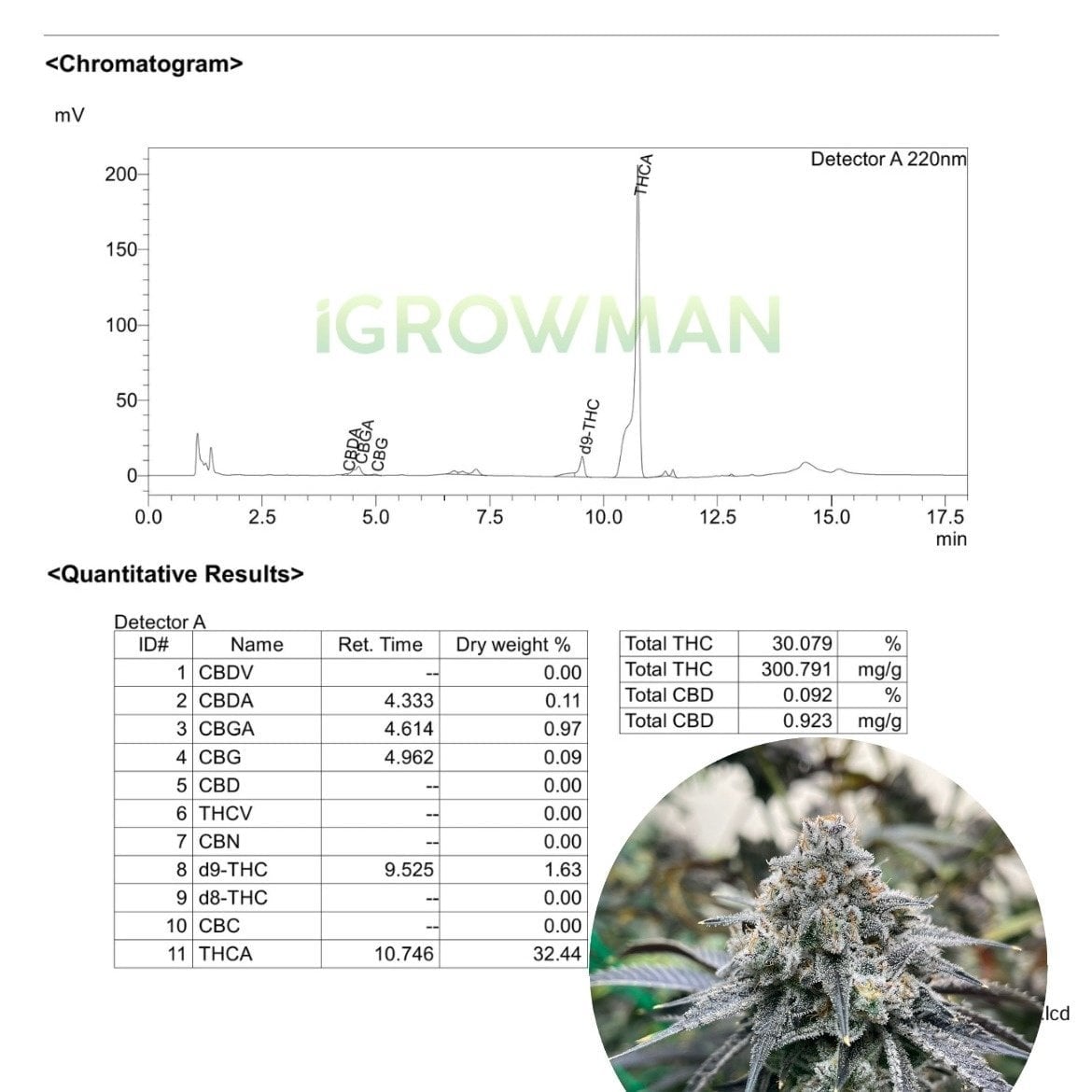 Cannabis Dispensary iGrowman Weed High_420 logo