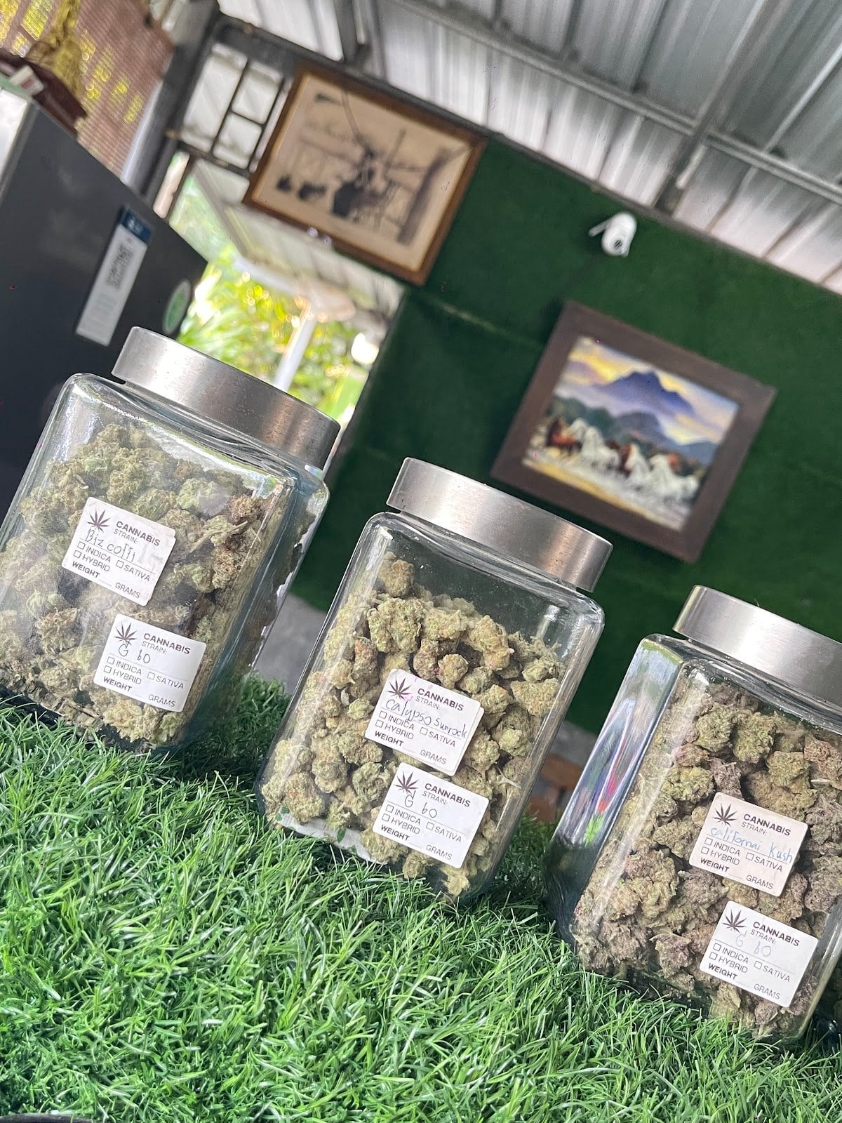 NT Cannabiz