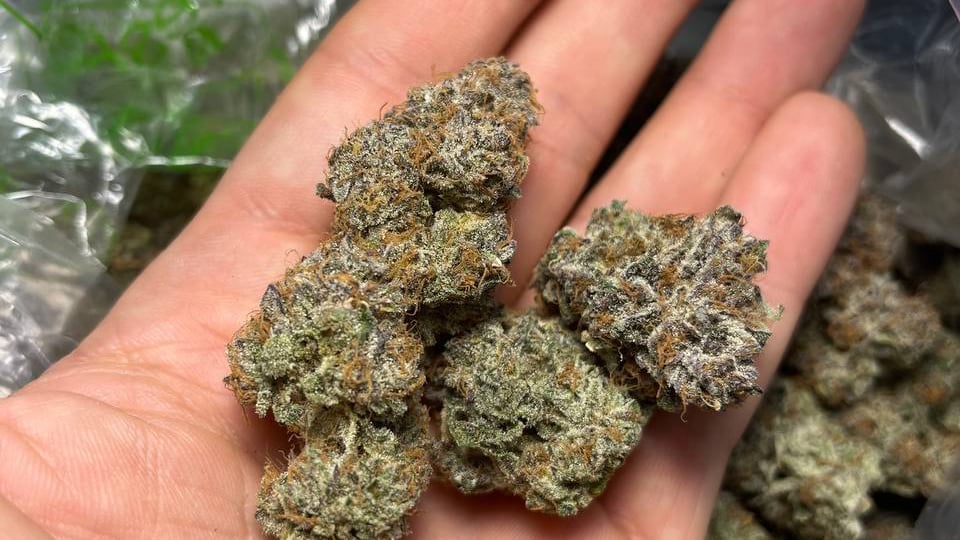 GURU 420