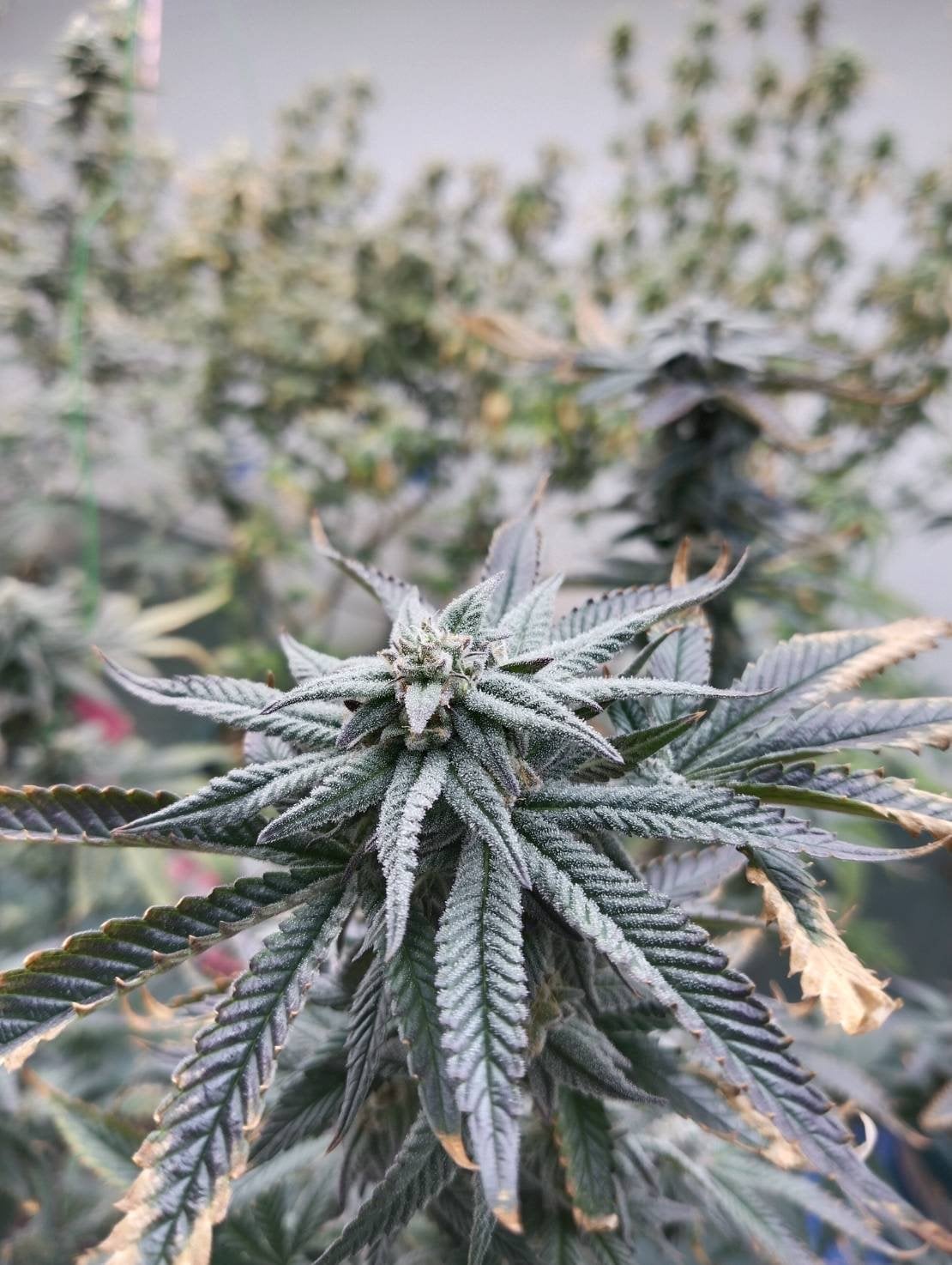 Lanta Evacannabis