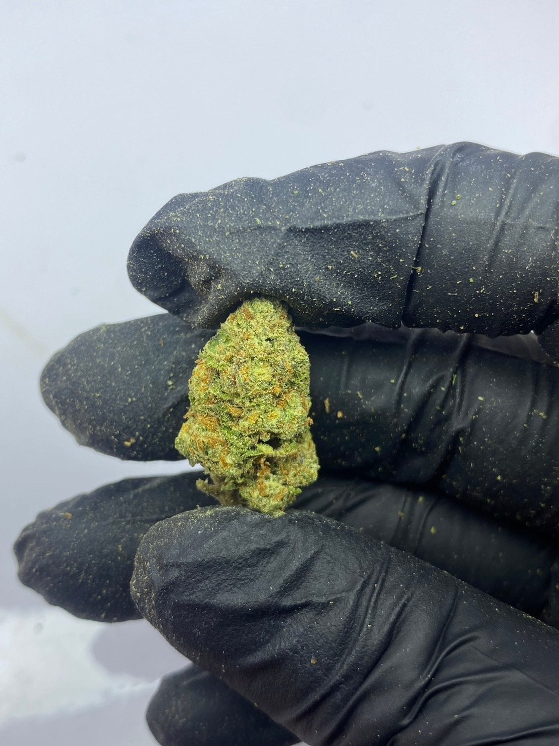 GZOstoner