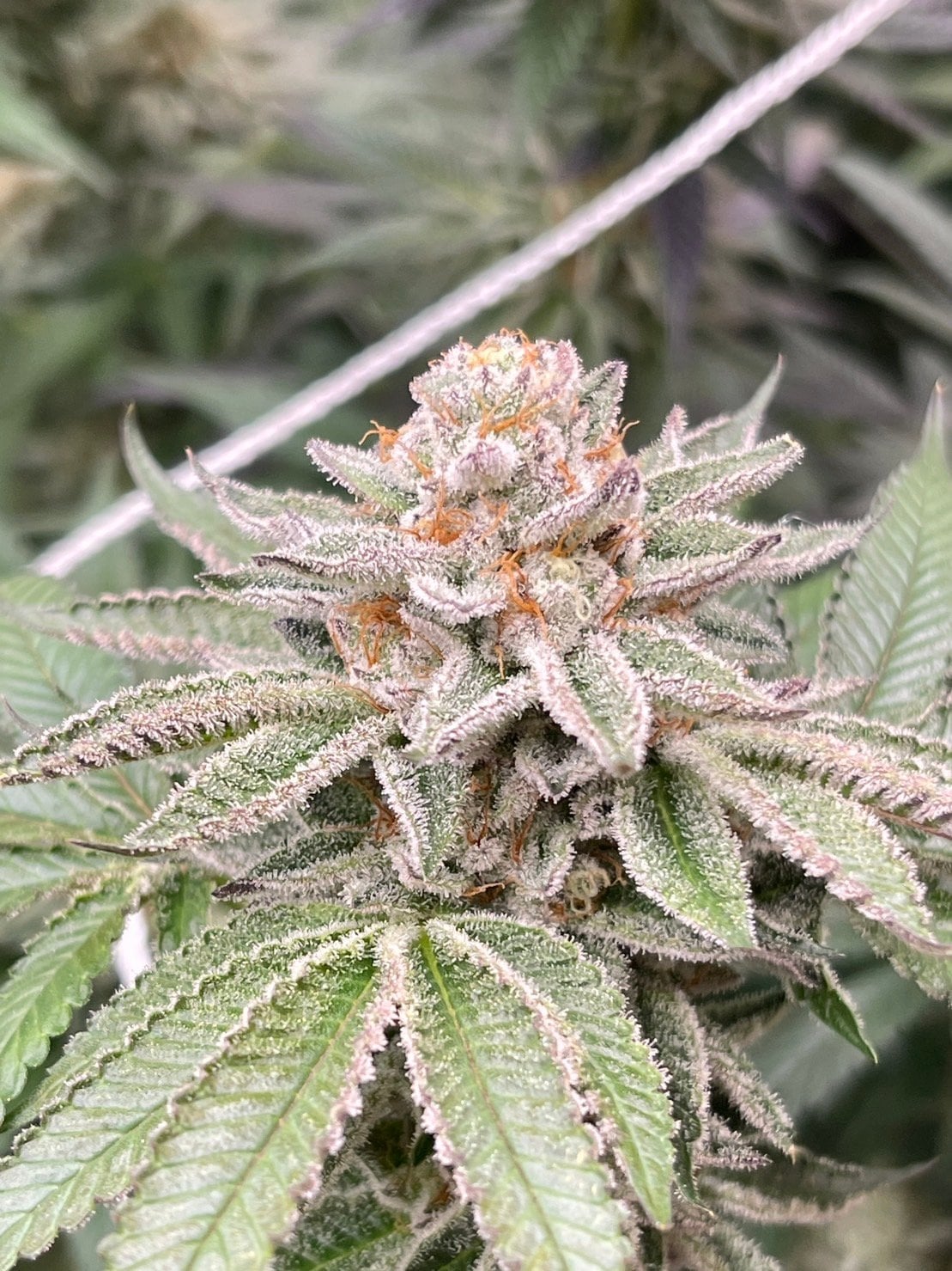 World Of Cannabis Permpoolsub420
