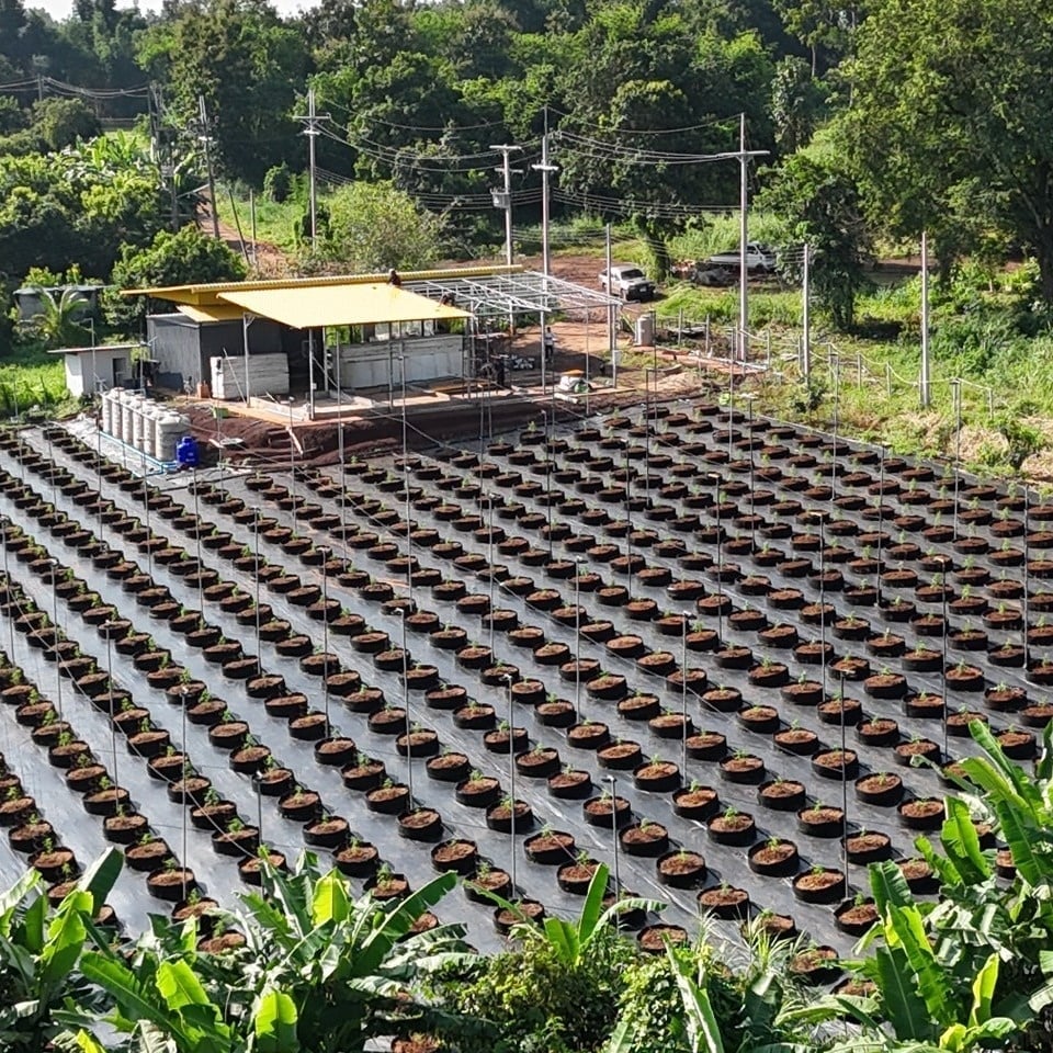 Maopa Cannabis Farm