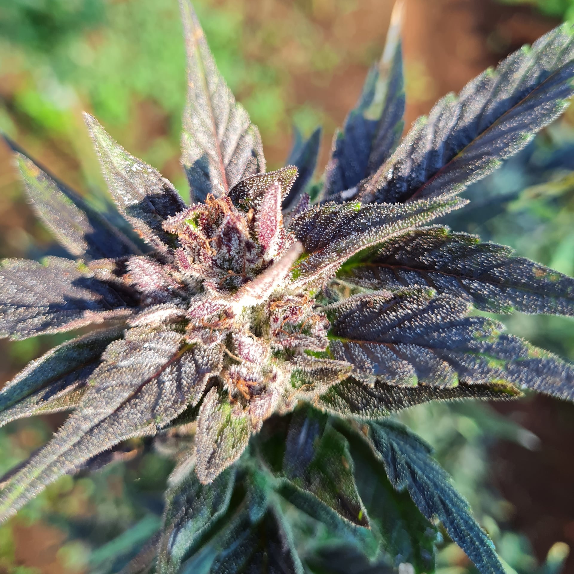 Baansuan Phuket Cannabis Center